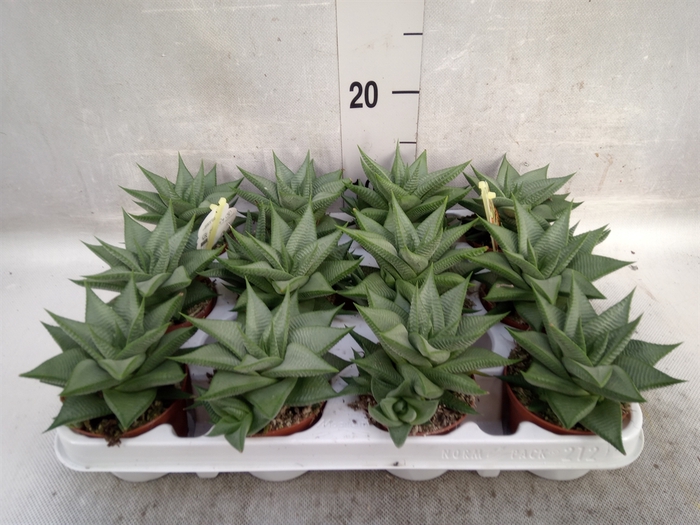 <h4>Haworthia limifolia 'Roux'</h4>