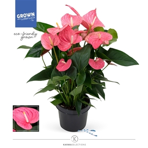 Mimesis Anthurium KARMA Maine - 21 cm