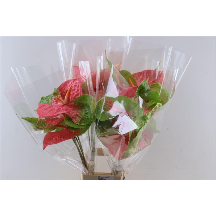 <h4>Anth A Pink Jesolo</h4>