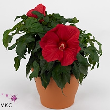 Hibiscus moscheutos Oak Red 23Ø 80cm