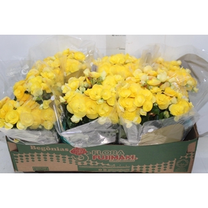 BEGONIA P15 AMARELO