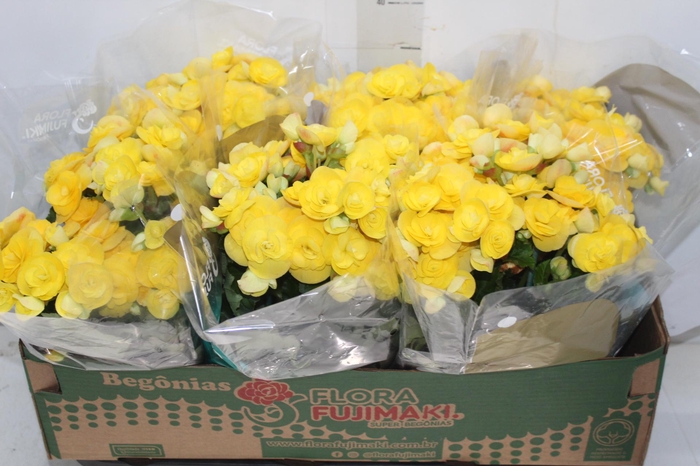 <h4>BEGONIA P15 AMARELO</h4>
