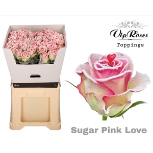 R GR SUGAR PINK LOVE