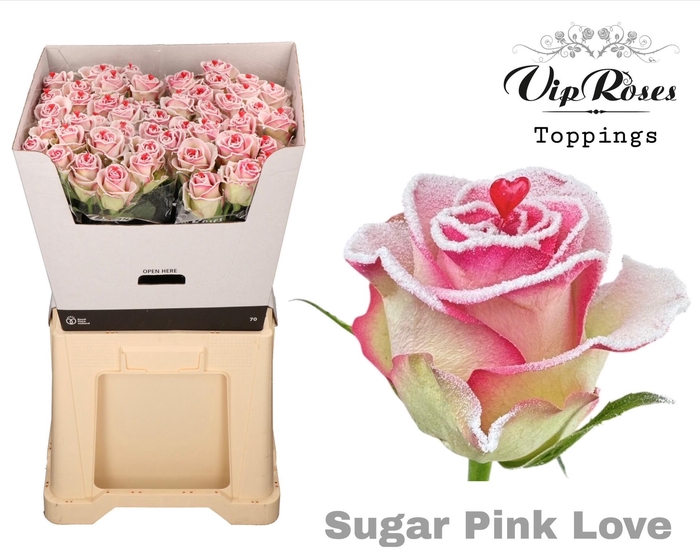 <h4>R GR SUGAR PINK LOVE</h4>