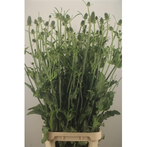 DIPSACUS