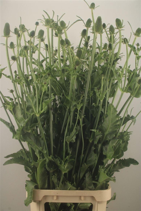 <h4>DIPSACUS</h4>