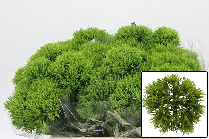 <h4>DI BARB KIWI MELLOW</h4>