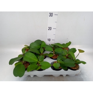 Hoya kerrii