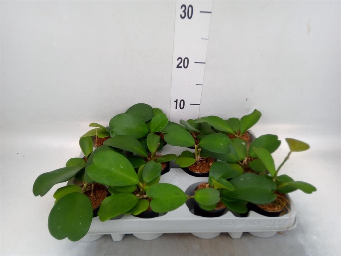 <h4>Hoya kerrii</h4>