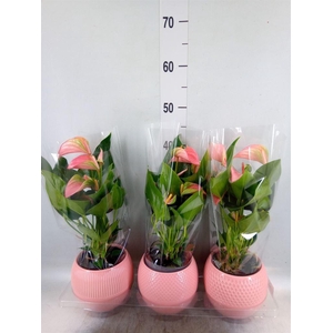 Anthurium andr. 'Joli'