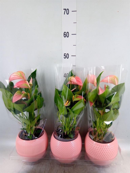 <h4>Anthurium andr. 'Joli'</h4>