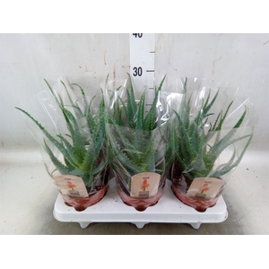 Aloe arborescens