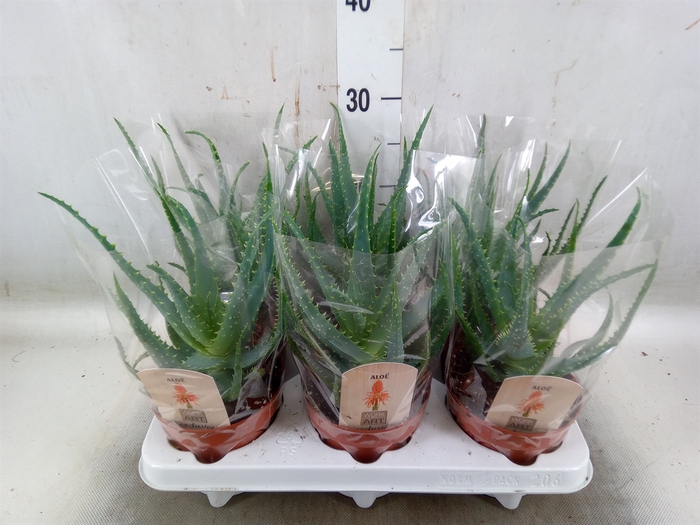 <h4>Aloe arborescens</h4>