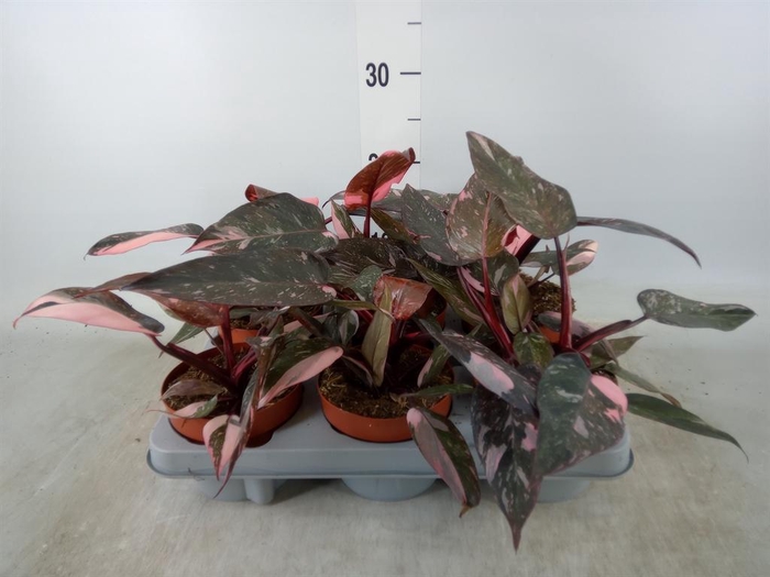 <h4>Philodendron   ...</h4>