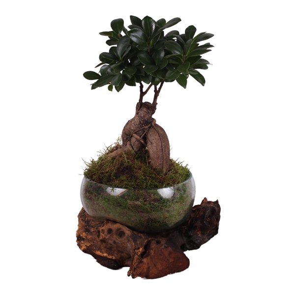 <h4>Ficus m. Ginseng ø12cm in Hand-blown molten Glass on Wood ø21cm</h4>