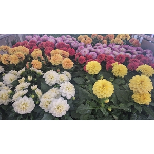 DAHLIA MIXK 5 KL