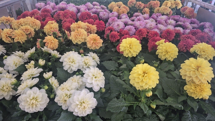 <h4>DAHLIA MIXK 5 KL</h4>