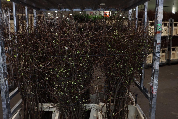 <h4>Chaenomeles Wit</h4>