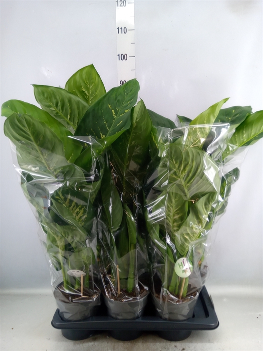 <h4>Dieffenbachia seg. 'Reeva'</h4>