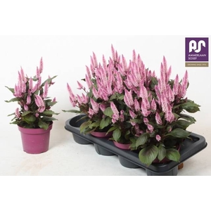 CEL WILD PINK