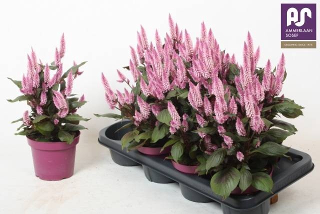 <h4>CEL WILD PINK</h4>