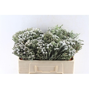 Kaaps Silver Brunia