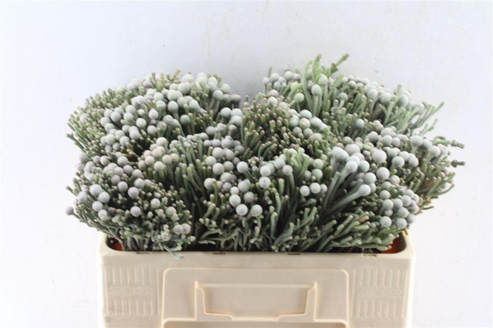 <h4>Kaaps Silver Brunia</h4>