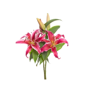 LIRIO VETTO 060 CM HT 3/4 FLS