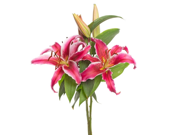 LIRIO VETTO 070 CM HT 3/4 FLS