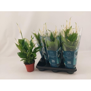 Spathiphyllum  'Torelli'