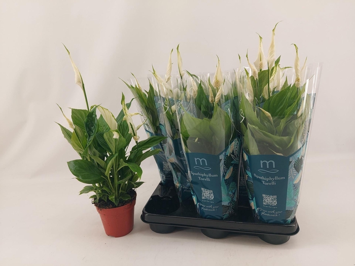 <h4>Spathiphyllum  'Torelli'</h4>