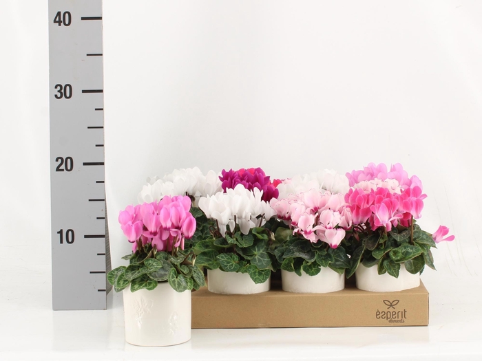 <h4>ARR KAMERPL</h4>