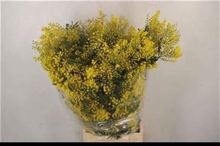 <h4>Acacia Baileya Bl Bs Ex</h4>