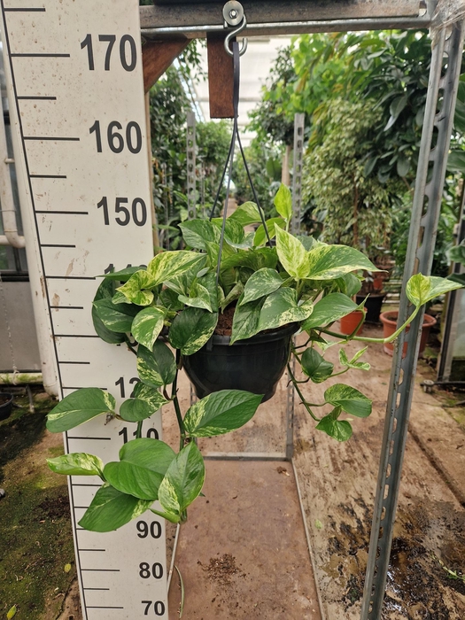 Epipremnum pinnatum Marble Queen