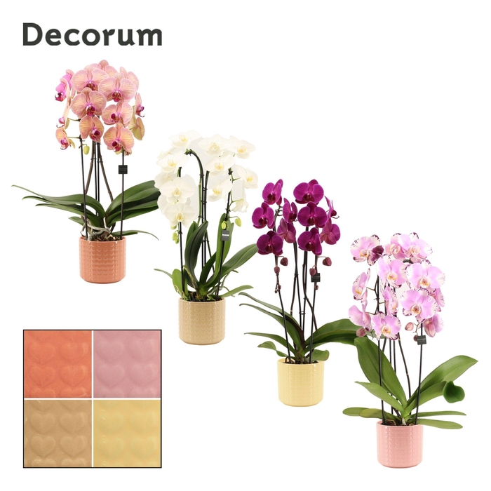 <h4>Phalaenopsis cascade 2 tak mix in Kaya (Sympathetic moods-collec</h4>