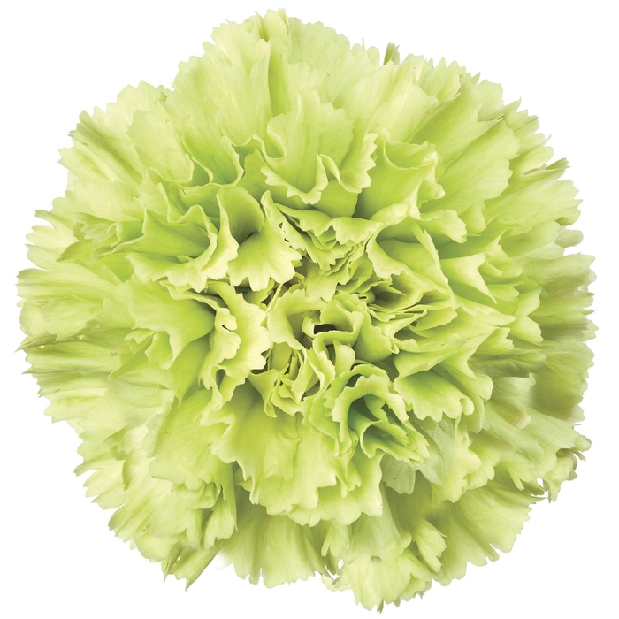 <h4>DI ST GOBLIN</h4>