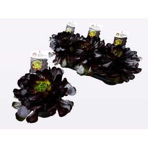 SEMPON SUR SUCCU GEM