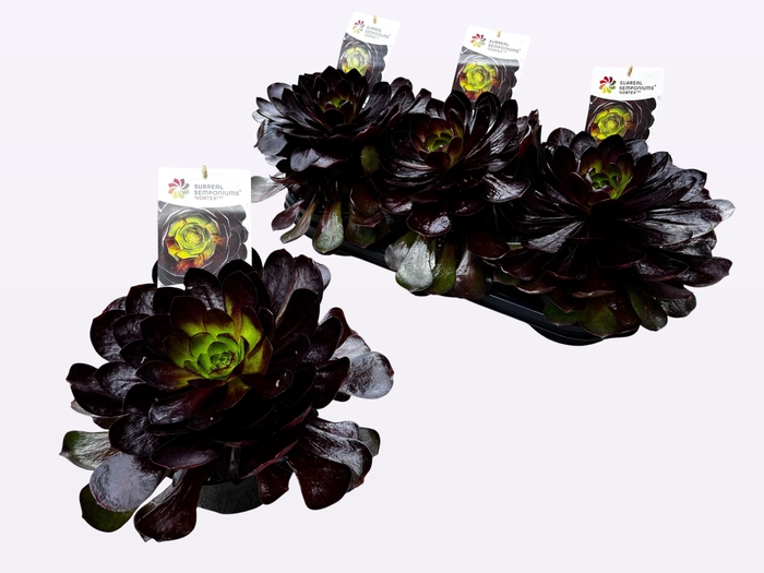 <h4>SEMPON SUR SUCCU GEM</h4>