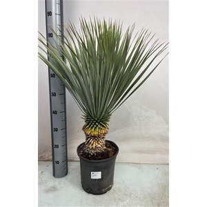 Yuc Rostrata