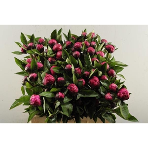 Paeo Red Sarah Bernhard X 50
