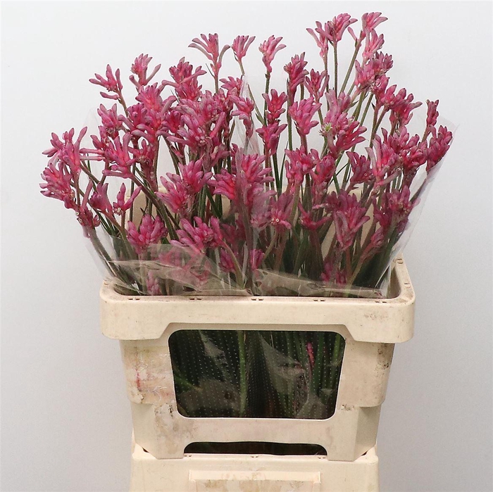 <h4>Anigoz Mini Pearl</h4>