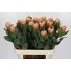 Protea Grandicolor