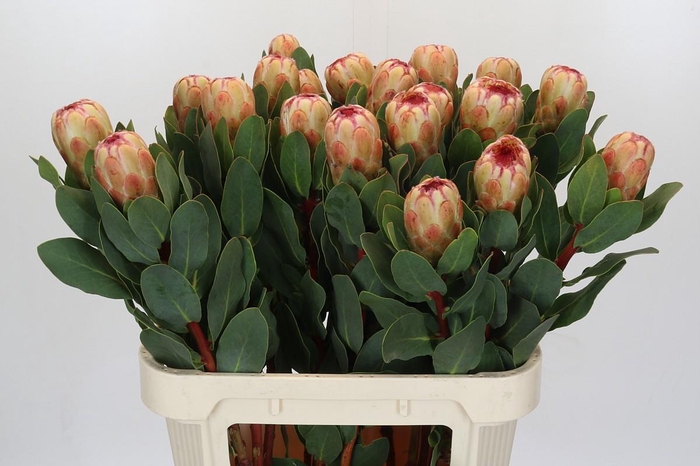 Protea Grandicolor