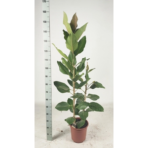 FIC BENG JOY P27 160CM