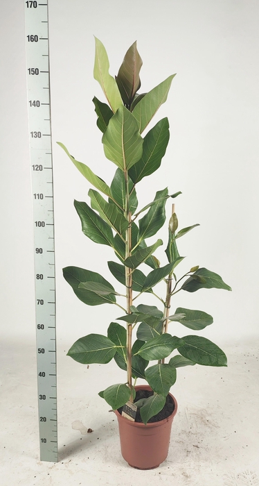 <h4>FIC BENG JOY P27 160CM</h4>