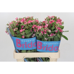 Oxypetalum Bridal Diana