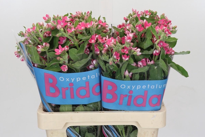 <h4>Oxypetalum Bridal Diana</h4>