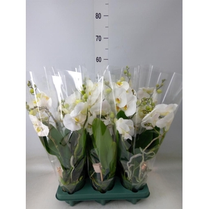 Phalaenopsis  'Spirit White'