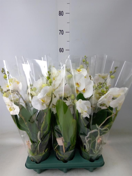 <h4>Phalaenopsis 'Spirit White'</h4>