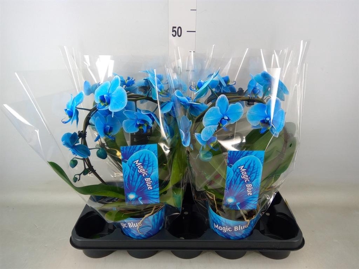 <h4>Phalaenopsis ...</h4>